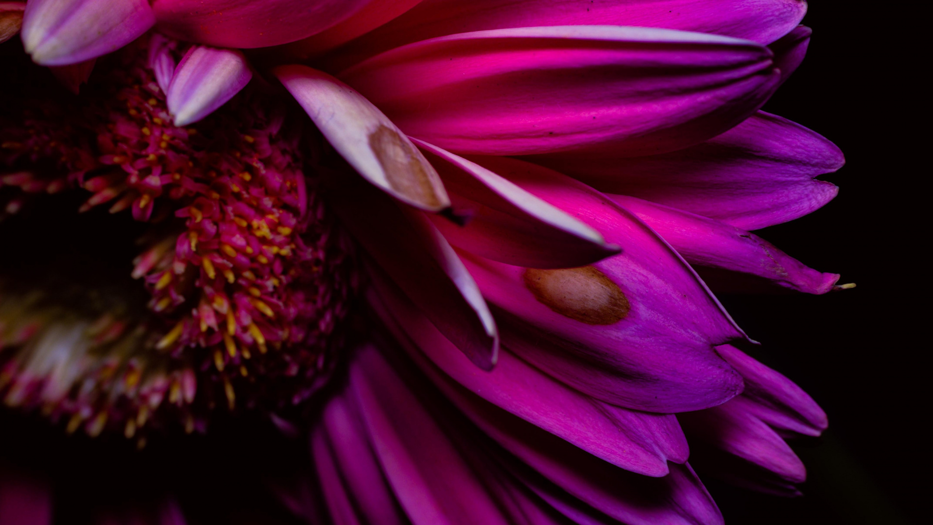 Lila Und Gelbe Blume in Voller Blüte. Wallpaper in 1920x1080 Resolution