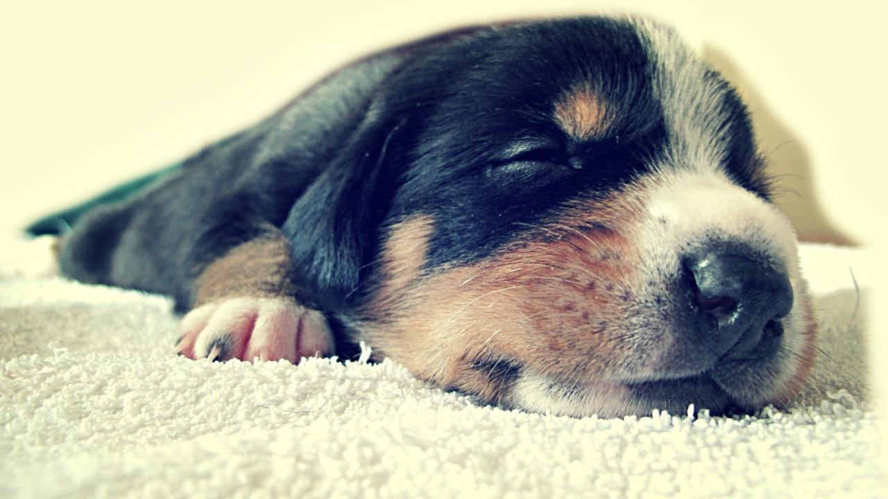 Cachorro de Pelaje Corto Negro y Fuego. Wallpaper in 1280x720 Resolution