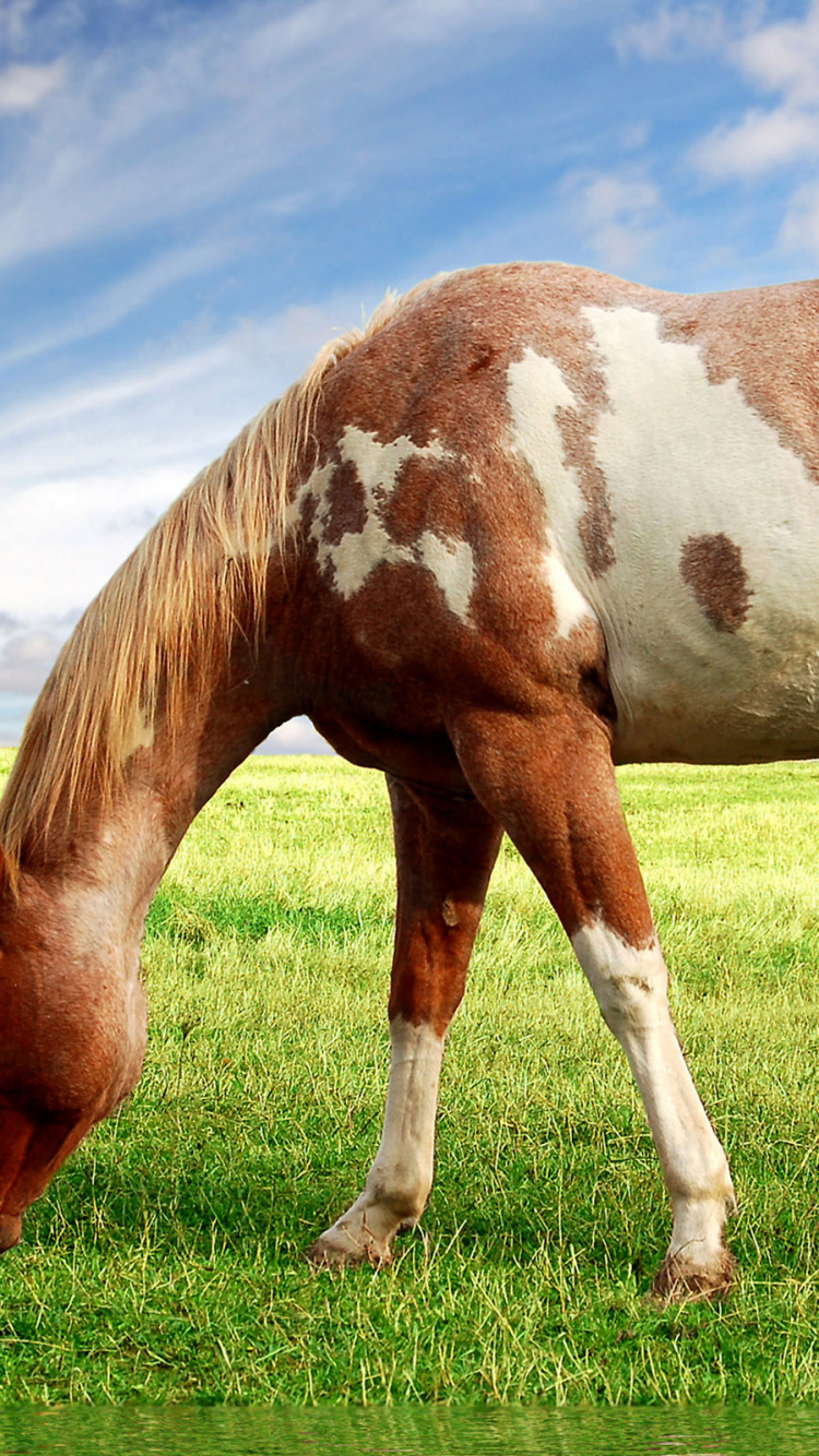 Brown and White Horse on Green Grass Field Under Blue Sky During Daytime. Wallpaper in 750x1334 Resolution
