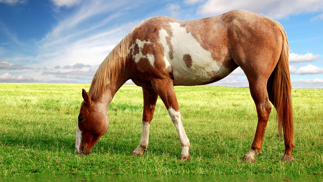 Caballo Marrón y Blanco en el Campo de Hierba Verde Bajo un Cielo Azul Durante el Día. Wallpaper in 1280x720 Resolution