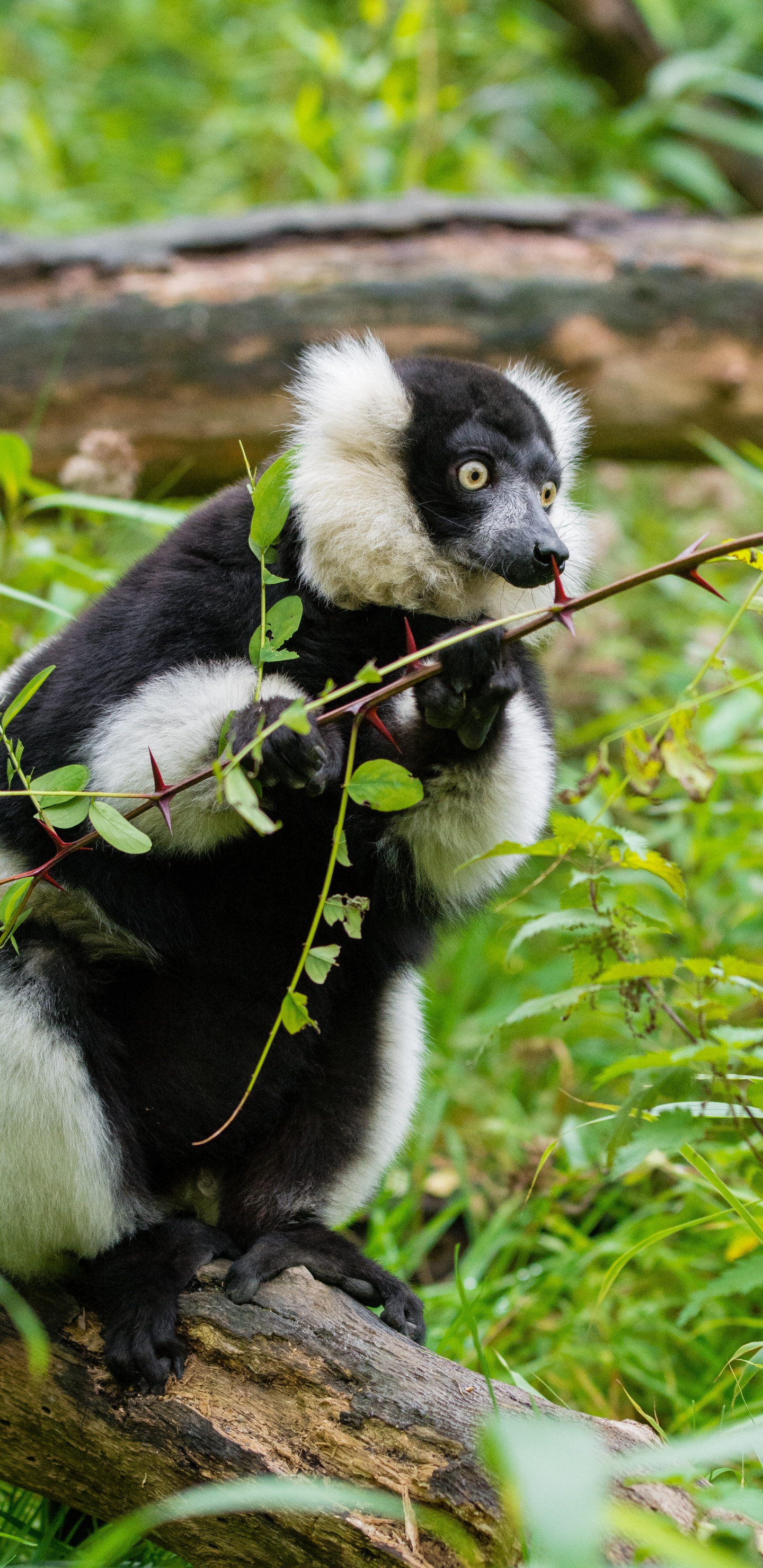 Animal Blanc et Noir Sur L'herbe Verte Pendant la Journée. Wallpaper in 1440x2960 Resolution