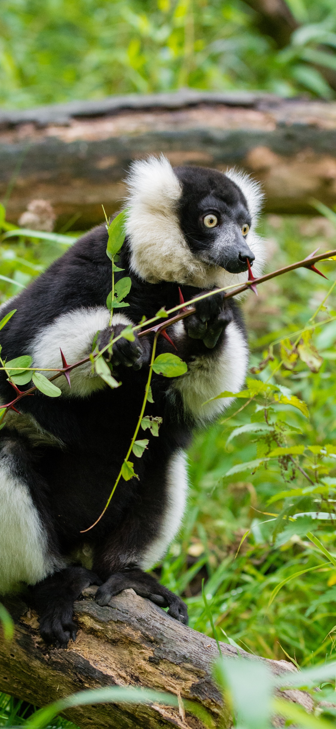 White and Black Animal on Green Grass During Daytime. Wallpaper in 1125x2436 Resolution