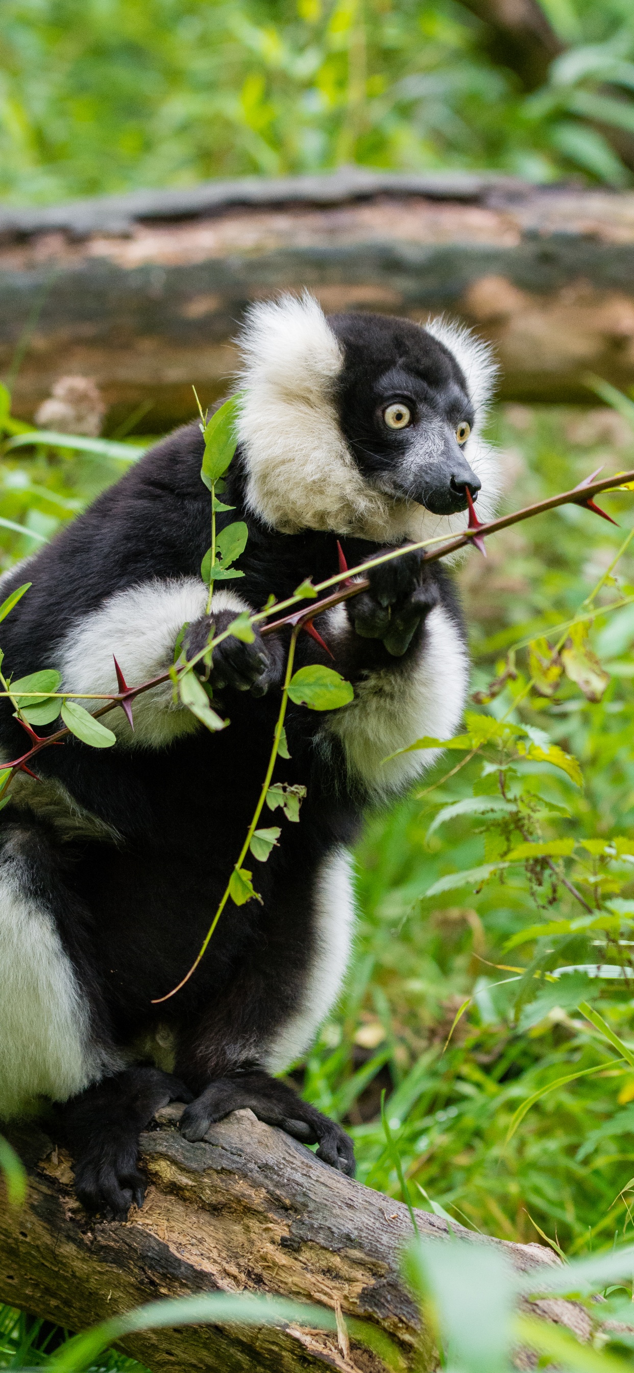 White and Black Animal on Green Grass During Daytime. Wallpaper in 1242x2688 Resolution