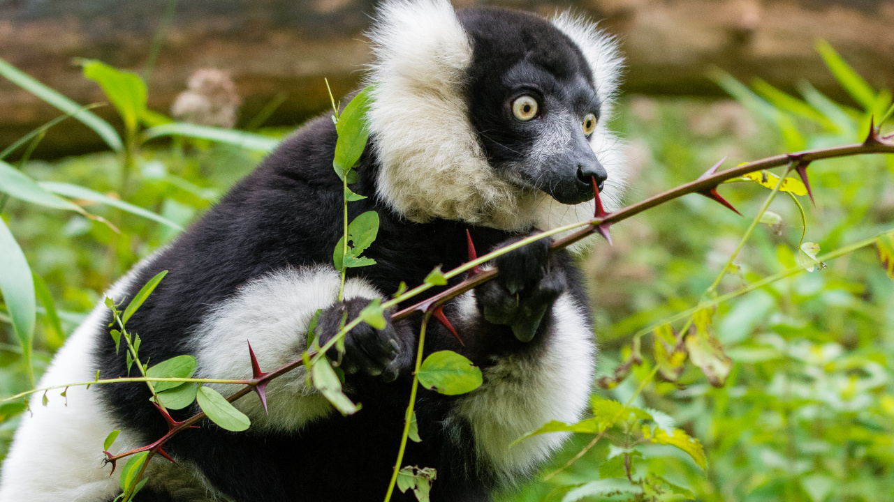 White and Black Animal on Green Grass During Daytime. Wallpaper in 1280x720 Resolution