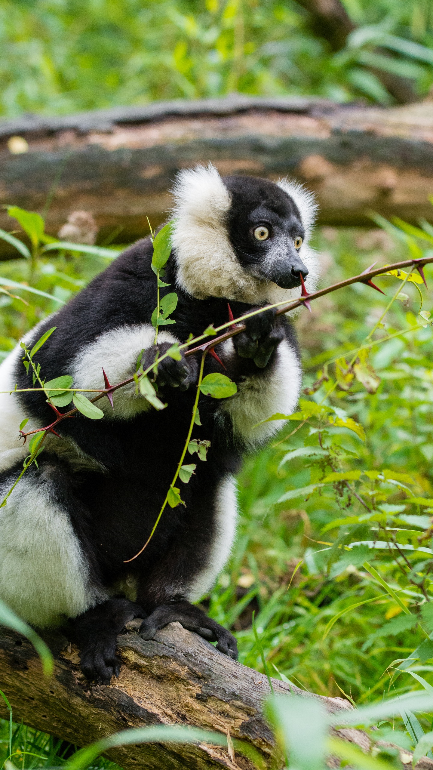 White and Black Animal on Green Grass During Daytime. Wallpaper in 1440x2560 Resolution