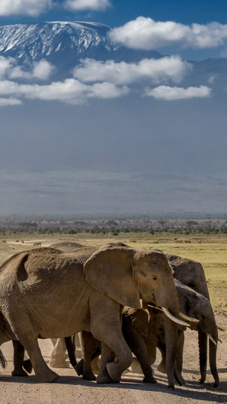 Éléphant Brun Sur Champ Brun Sous un Ciel Nuageux Bleu et Blanc Pendant la Journée. Wallpaper in 750x1334 Resolution