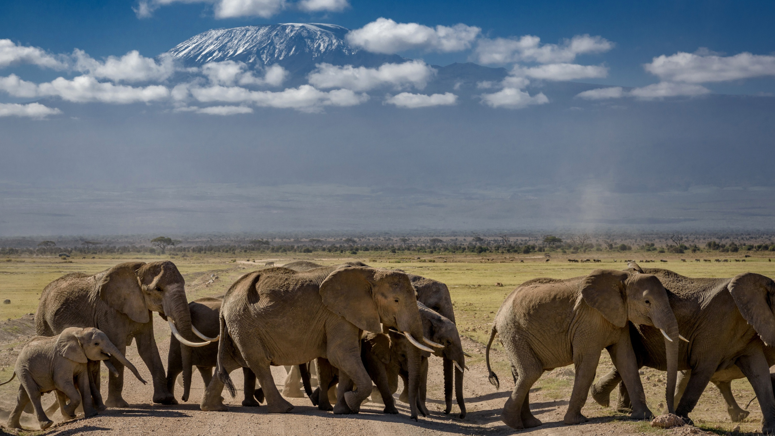 Brown Elephant on Brown Field Under Blue and White Cloudy Sky During Daytime. Wallpaper in 2560x1440 Resolution