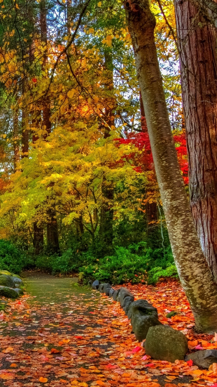 Brown and Green Trees Beside River Under Blue Sky During Daytime. Wallpaper in 720x1280 Resolution