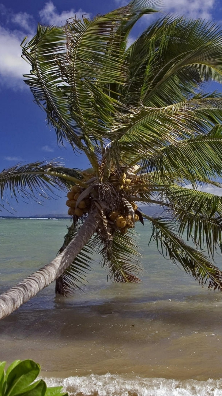 Green Palm Tree on Beach Shore During Daytime. Wallpaper in 750x1334 Resolution