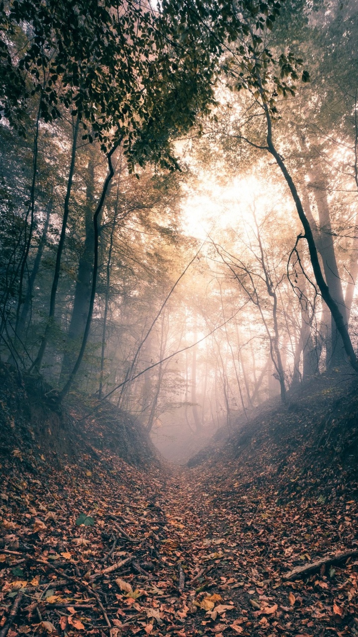 Nature, Brown, Atmosphere, Natural Landscape, Wood. Wallpaper in 720x1280 Resolution