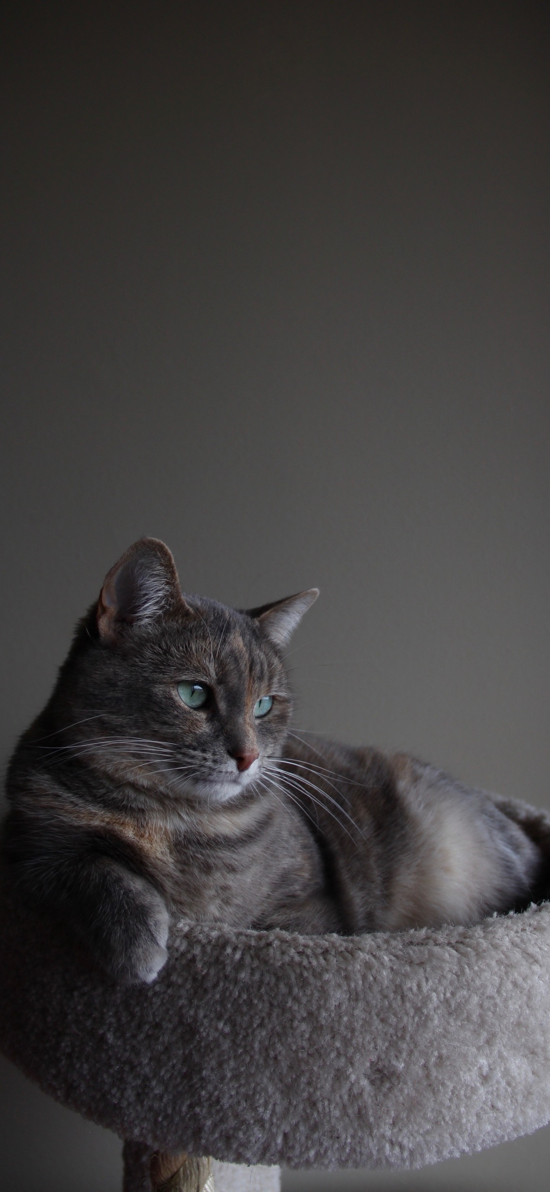 Cat, Chartreux, Russian Blue, Korat, Felidae. Wallpaper in 1125x2436 Resolution