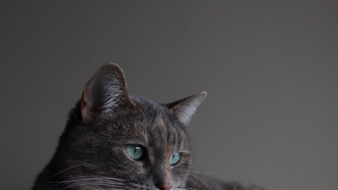 Cat, Chartreux, Russian Blue, Korat, Felidae. Wallpaper in 1366x768 Resolution