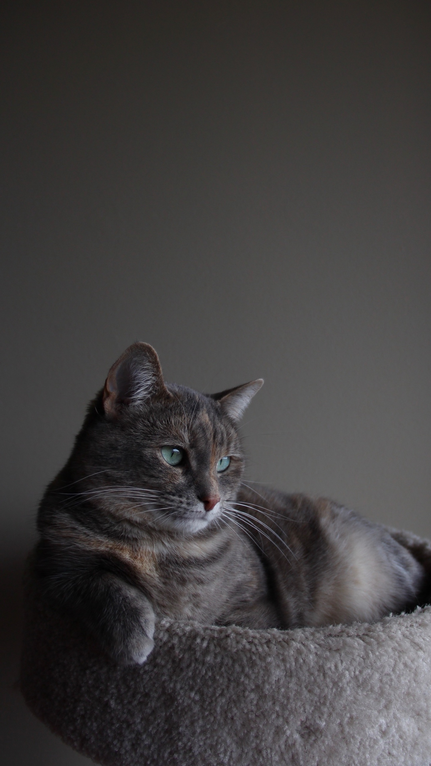 Chat, Chartreux, Bleu Russe, Korat, Felidae. Wallpaper in 1440x2560 Resolution