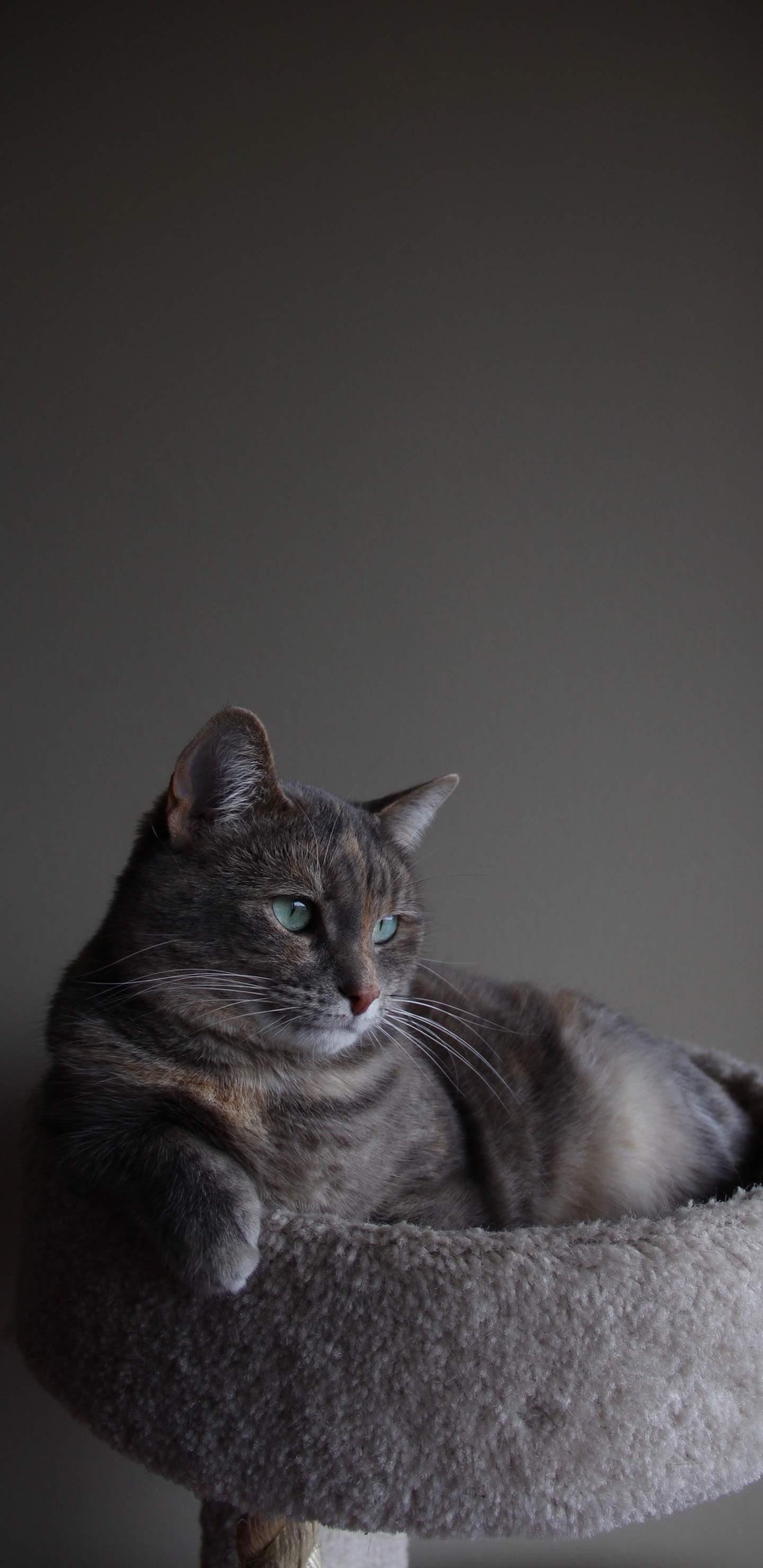 Chat, Chartreux, Bleu Russe, Korat, Felidae. Wallpaper in 1440x2960 Resolution