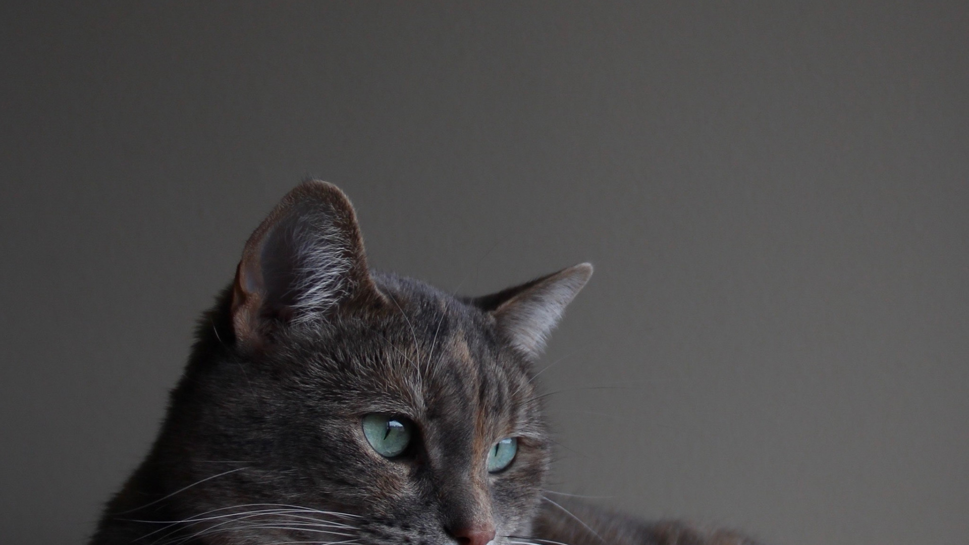 Gato, Chartreux, Azul Ruso, Korat, Felidae. Wallpaper in 1920x1080 Resolution