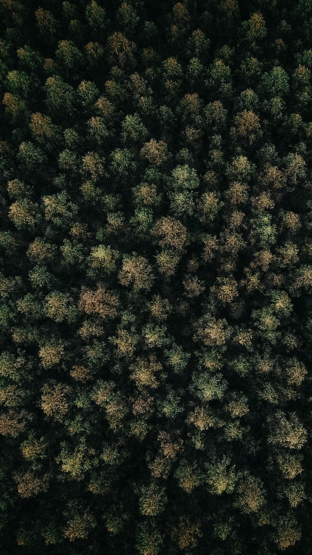 Couvre-sol, Green, Végétation, Biome, Plante Vivace. Wallpaper in 1080x1920 Resolution