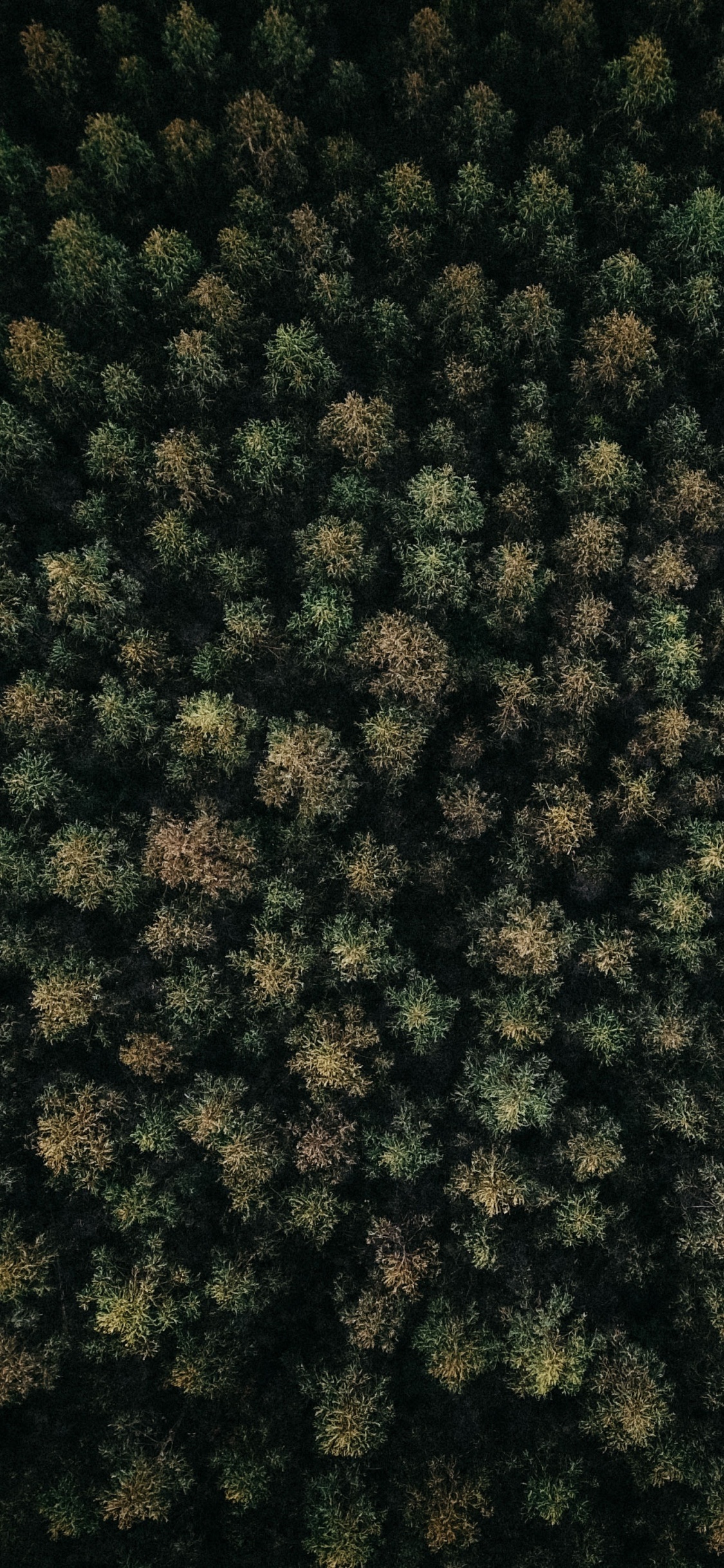 Couvre-sol, Green, Végétation, Biome, Plante Vivace. Wallpaper in 1125x2436 Resolution