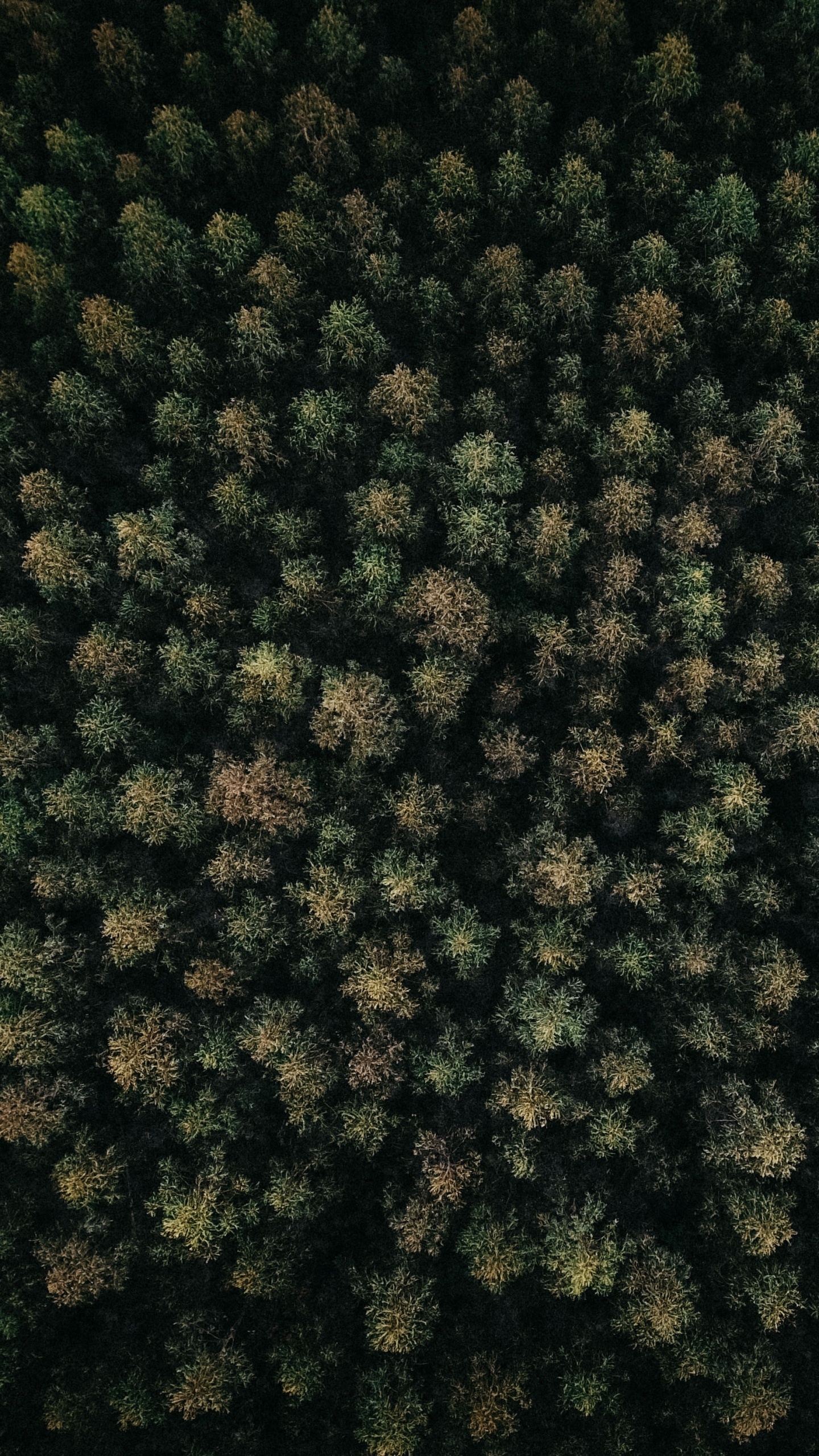 Couvre-sol, Green, Végétation, Biome, Plante Vivace. Wallpaper in 1440x2560 Resolution