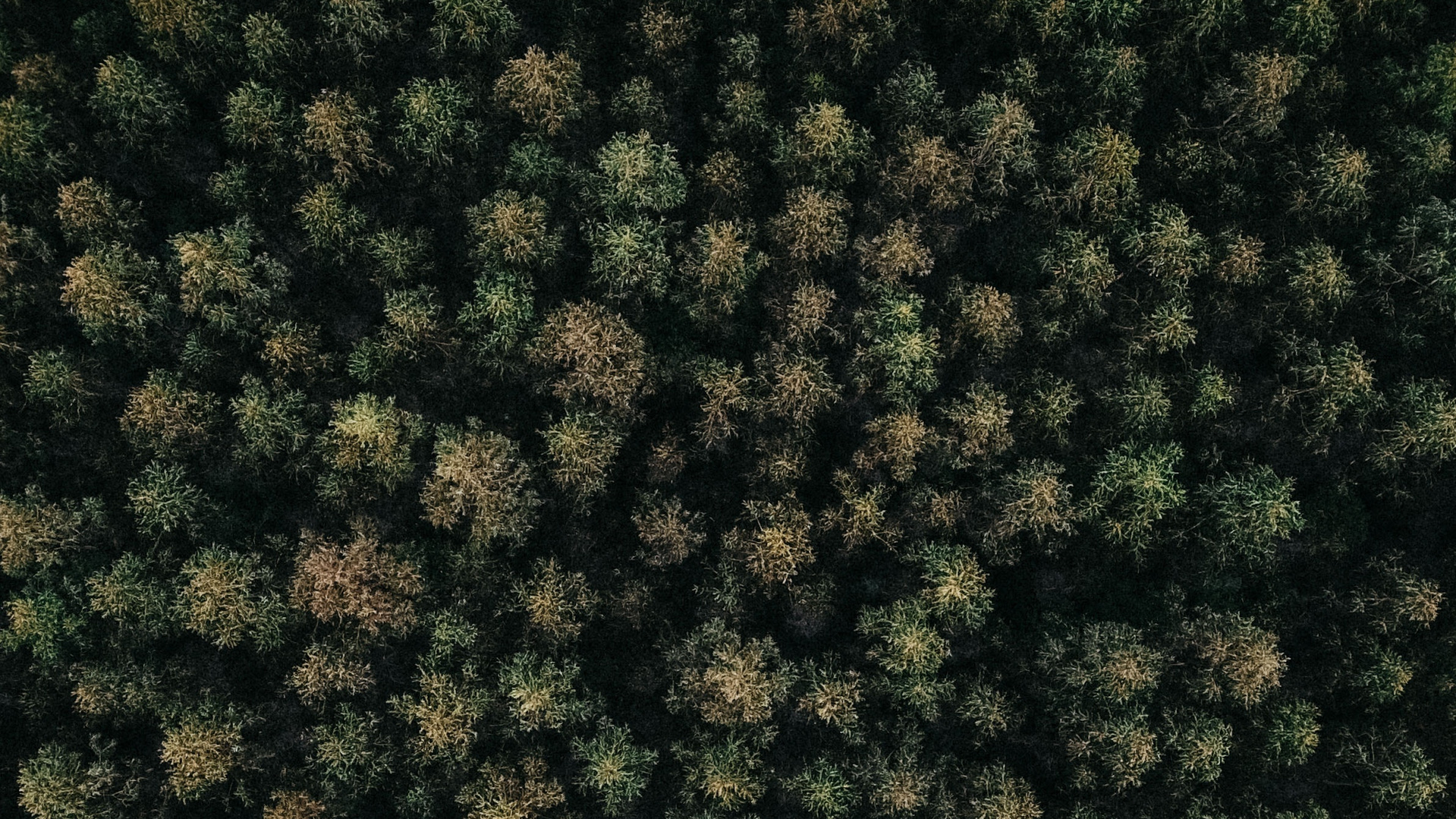 Couvre-sol, Green, Végétation, Biome, Plante Vivace. Wallpaper in 1920x1080 Resolution