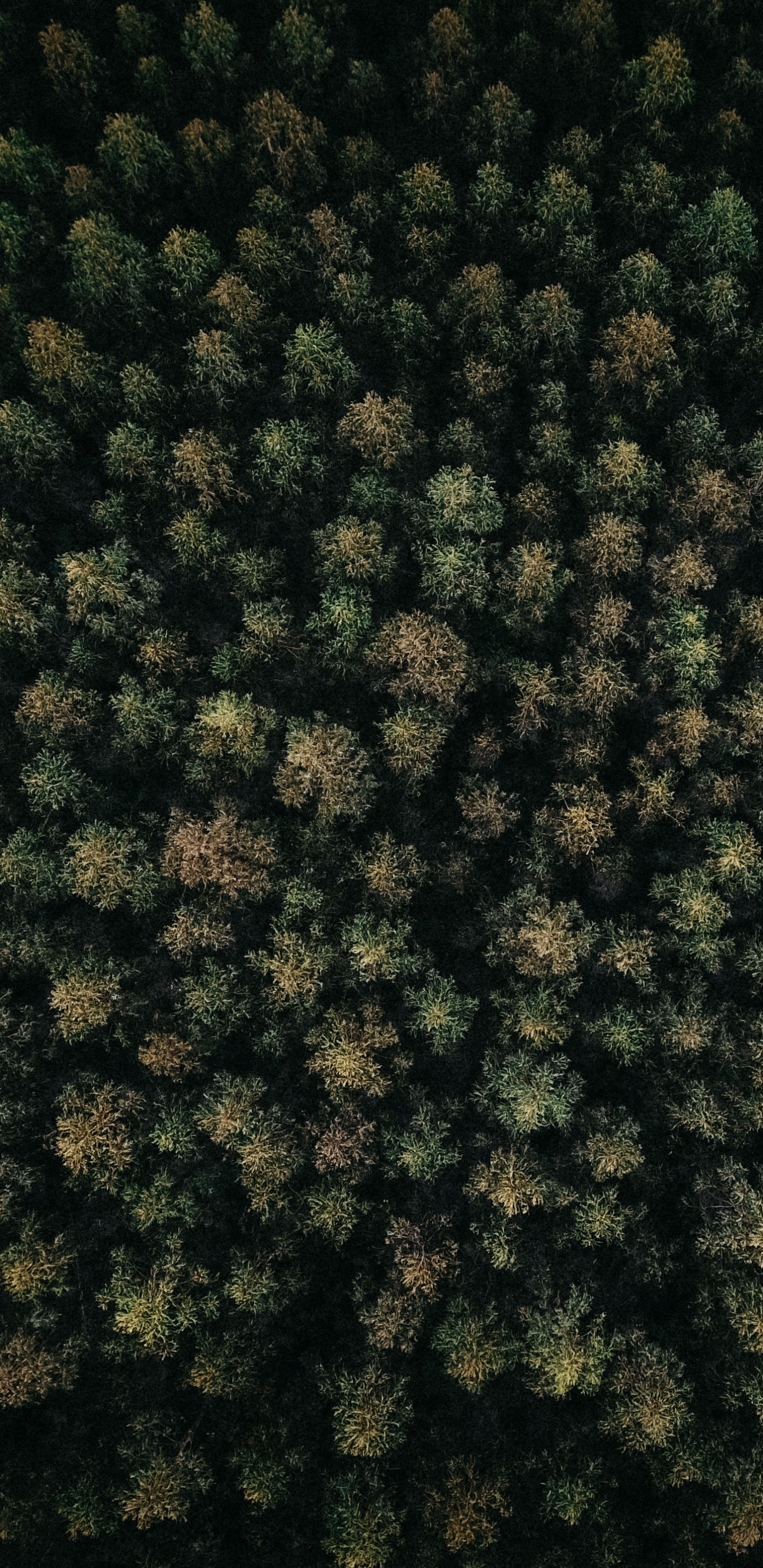 Pattern M, Pattern, Plant, Groundcover, Green. Wallpaper in 1440x2960 Resolution