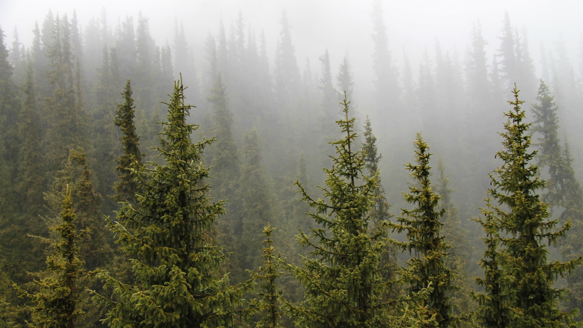 Pinos Verdes Durante el Día. Wallpaper in 1920x1080 Resolution