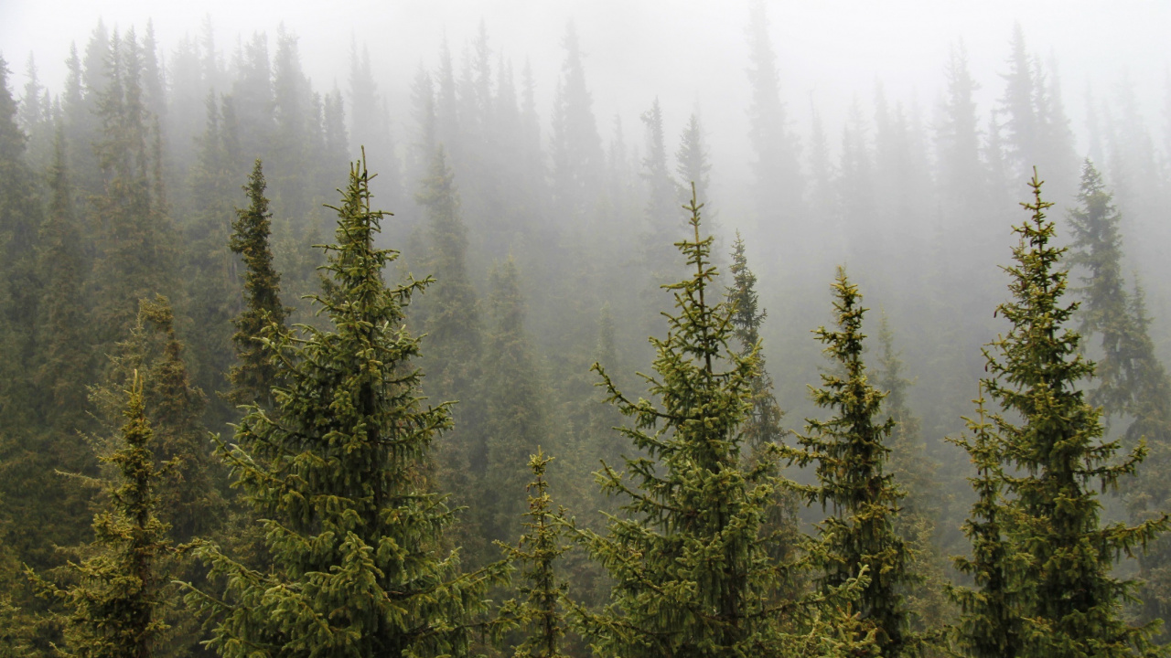 Tagsüber Grüne Kiefern. Wallpaper in 1280x720 Resolution