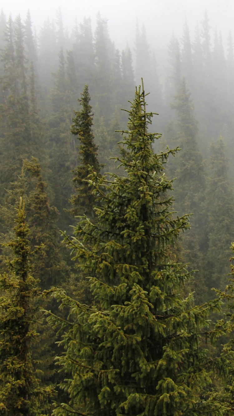 Tagsüber Grüne Kiefern. Wallpaper in 750x1334 Resolution