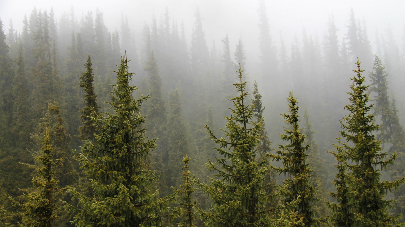 Pins Verts Pendant la Journée. Wallpaper in 1366x768 Resolution