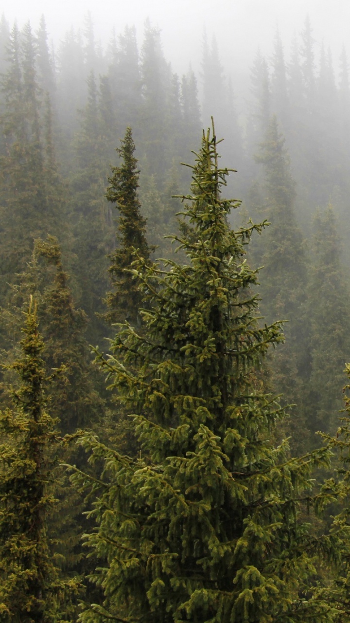 云杉, 森林, 云杉林, 针叶树, 荒野 壁纸 720x1280 允许