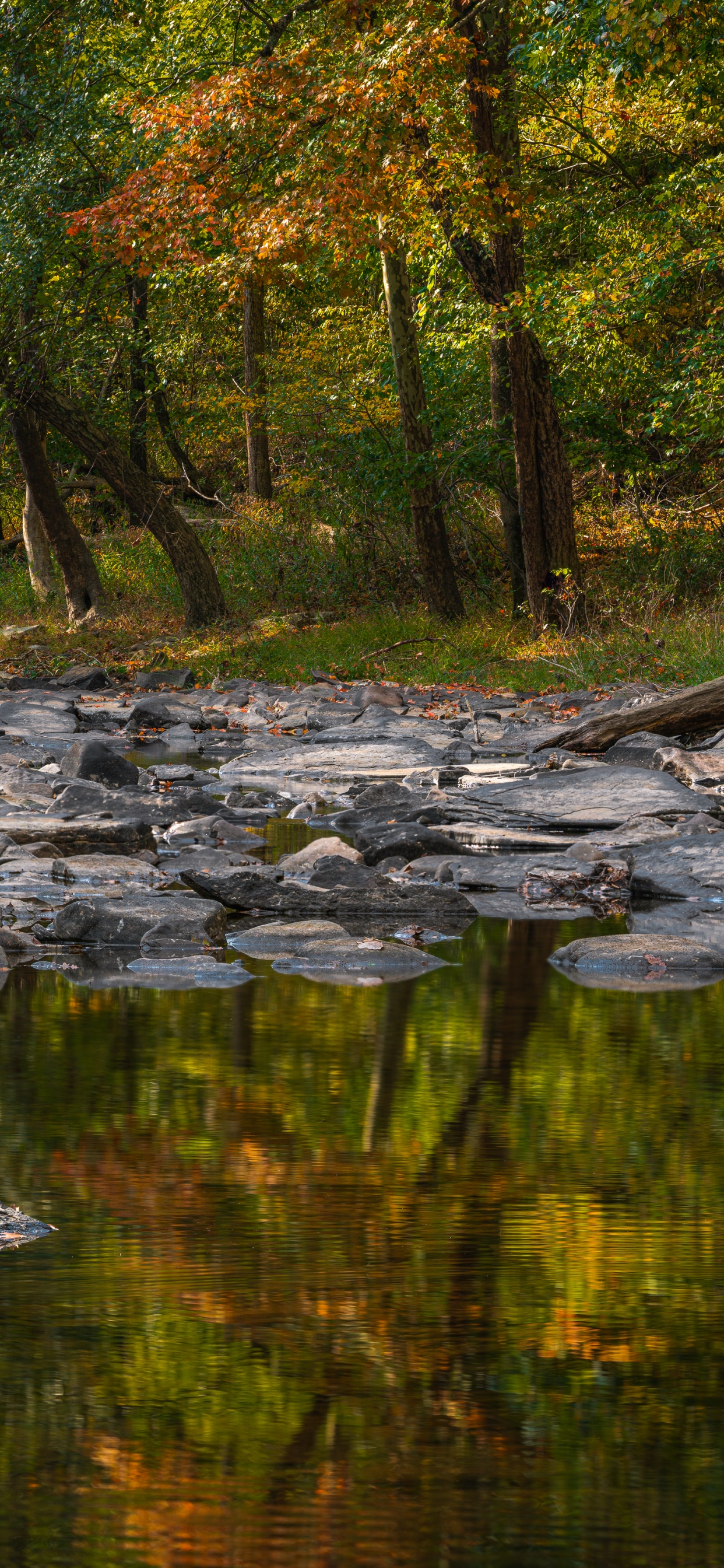 Baum, Reflexion, Gewässer, Natur, Naturlandschaft. Wallpaper in 1242x2688 Resolution