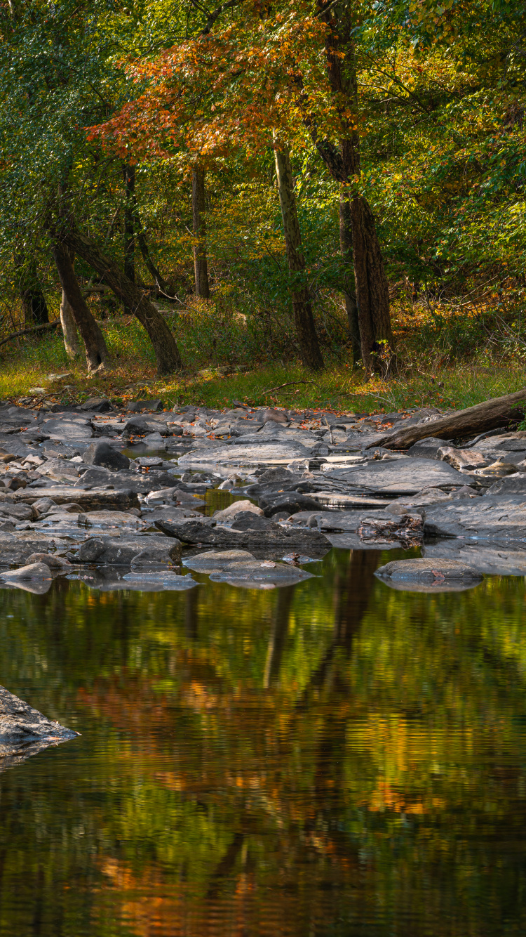 Baum, Reflexion, Gewässer, Natur, Naturlandschaft. Wallpaper in 750x1334 Resolution