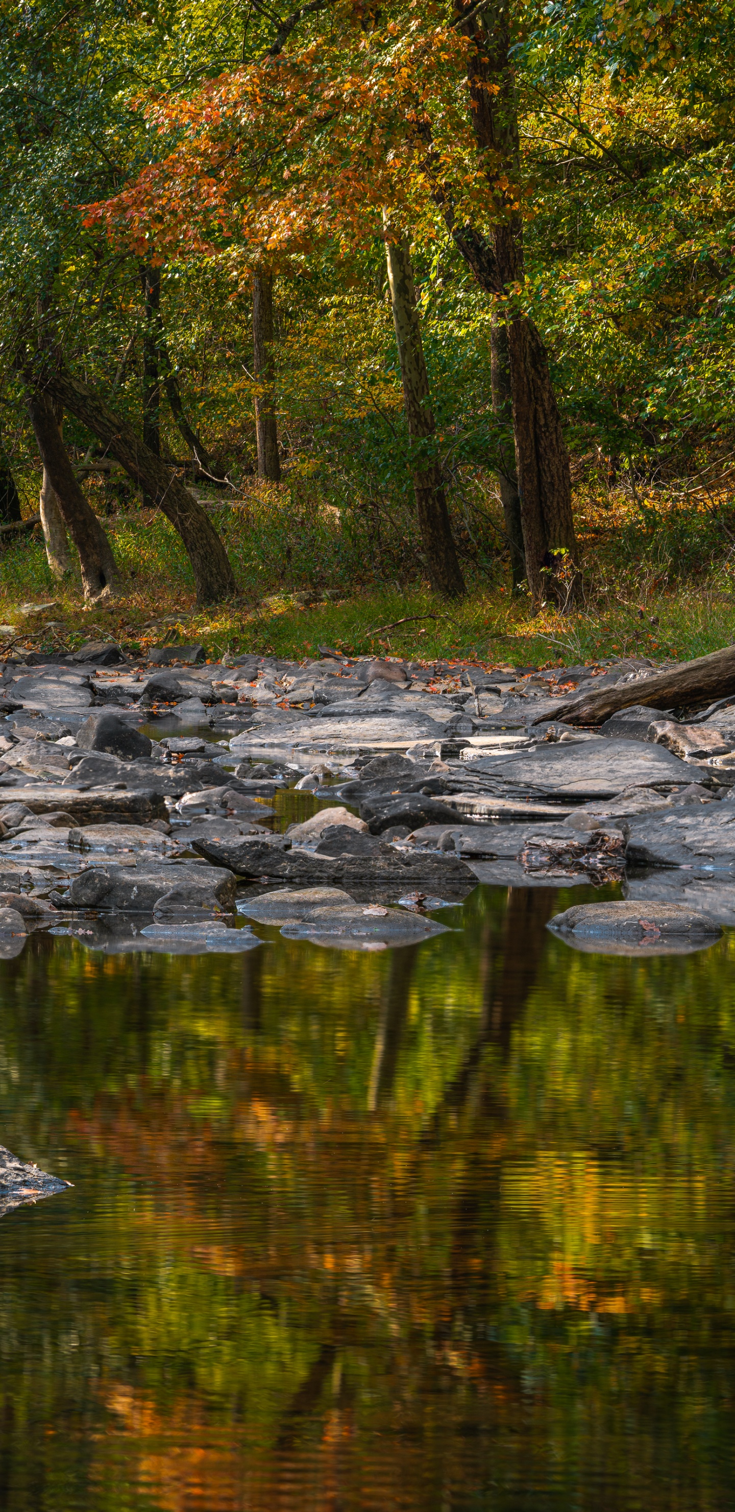 反射, 人体内的水, 性质, 自然景观, 自然环境 壁纸 1440x2960 允许