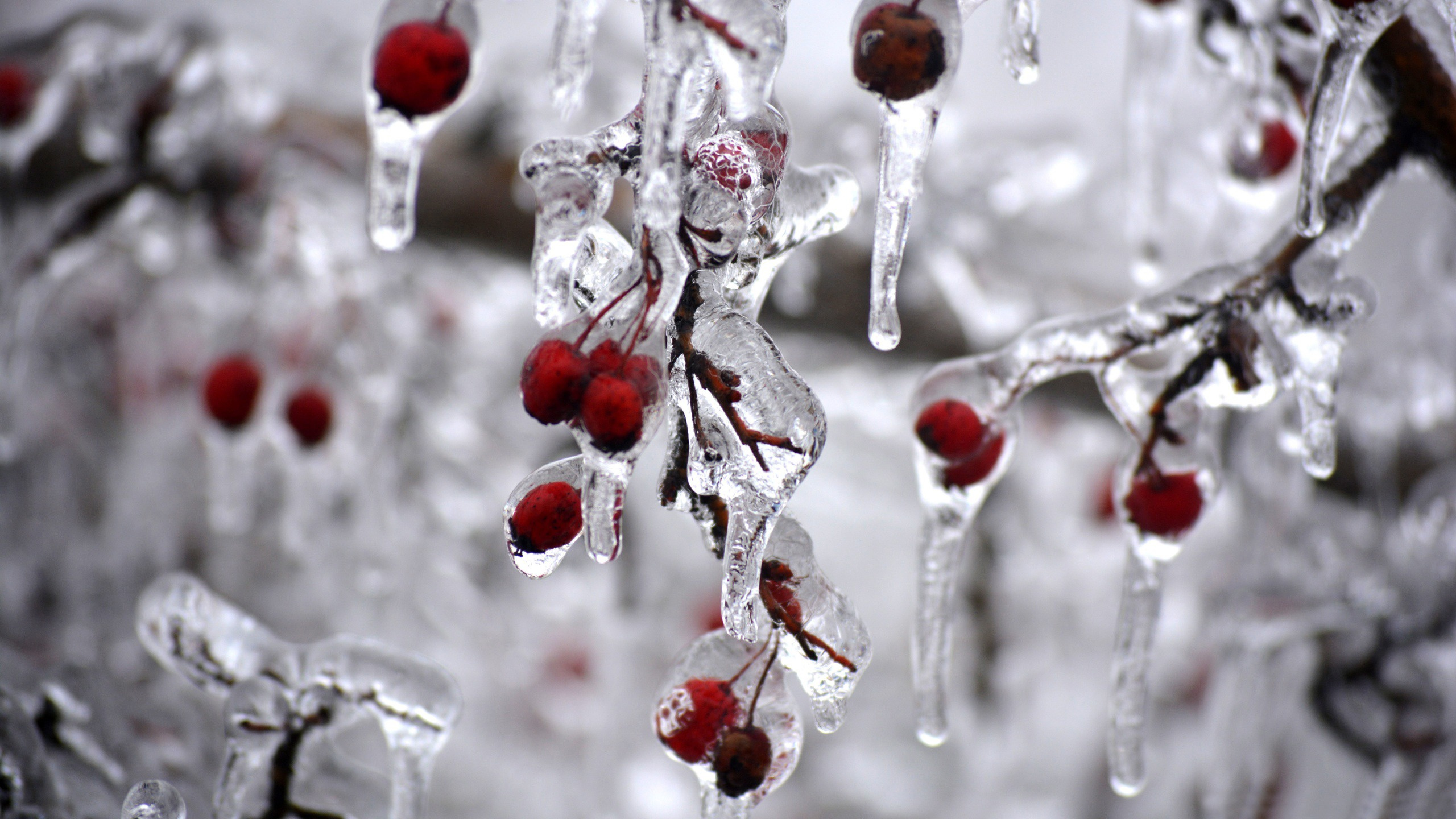 Fruits Ronds Rouges et Blancs Recouverts de Glace. Wallpaper in 2560x1440 Resolution
