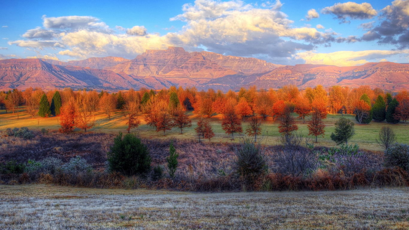 Brown Trees on Green Grass Field During Daytime. Wallpaper in 1366x768 Resolution