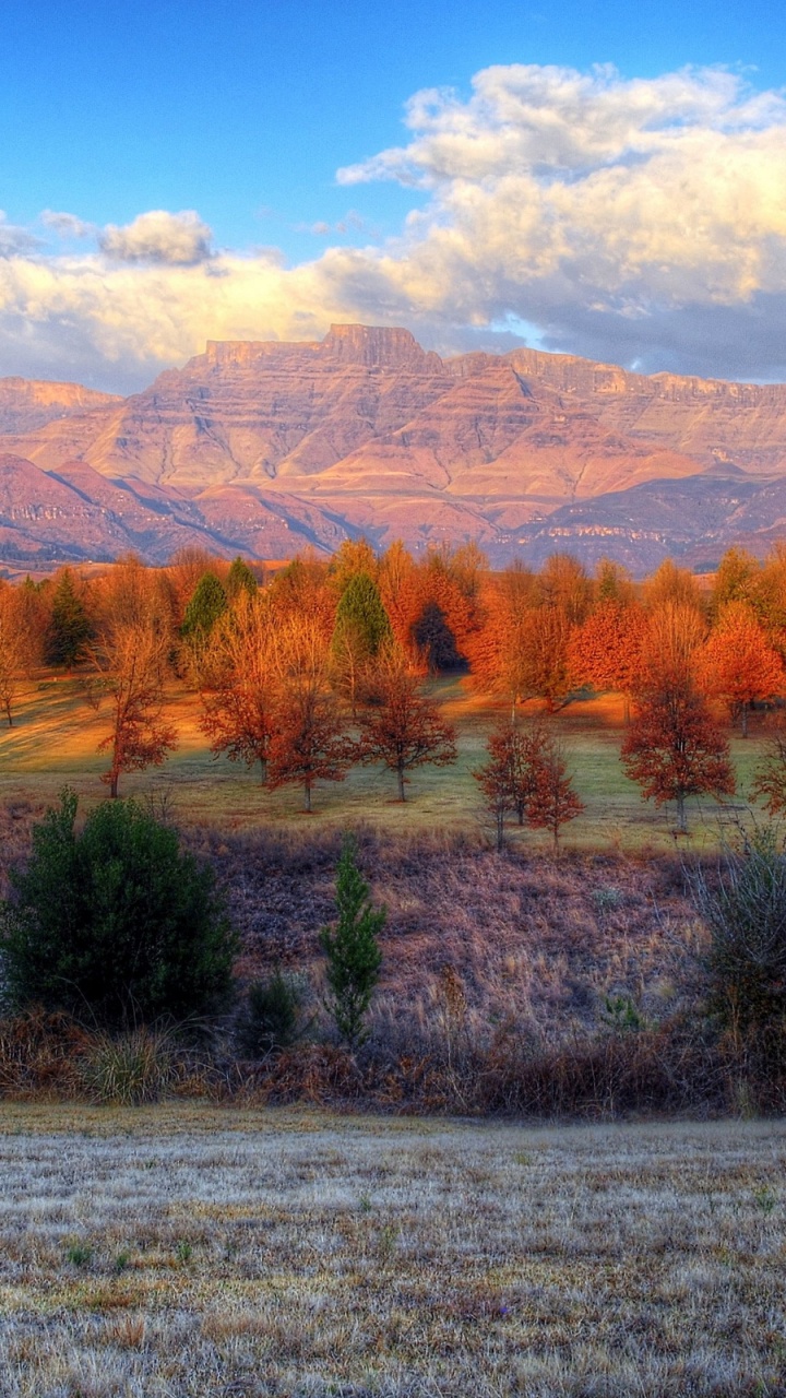 Brown Trees on Green Grass Field During Daytime. Wallpaper in 720x1280 Resolution