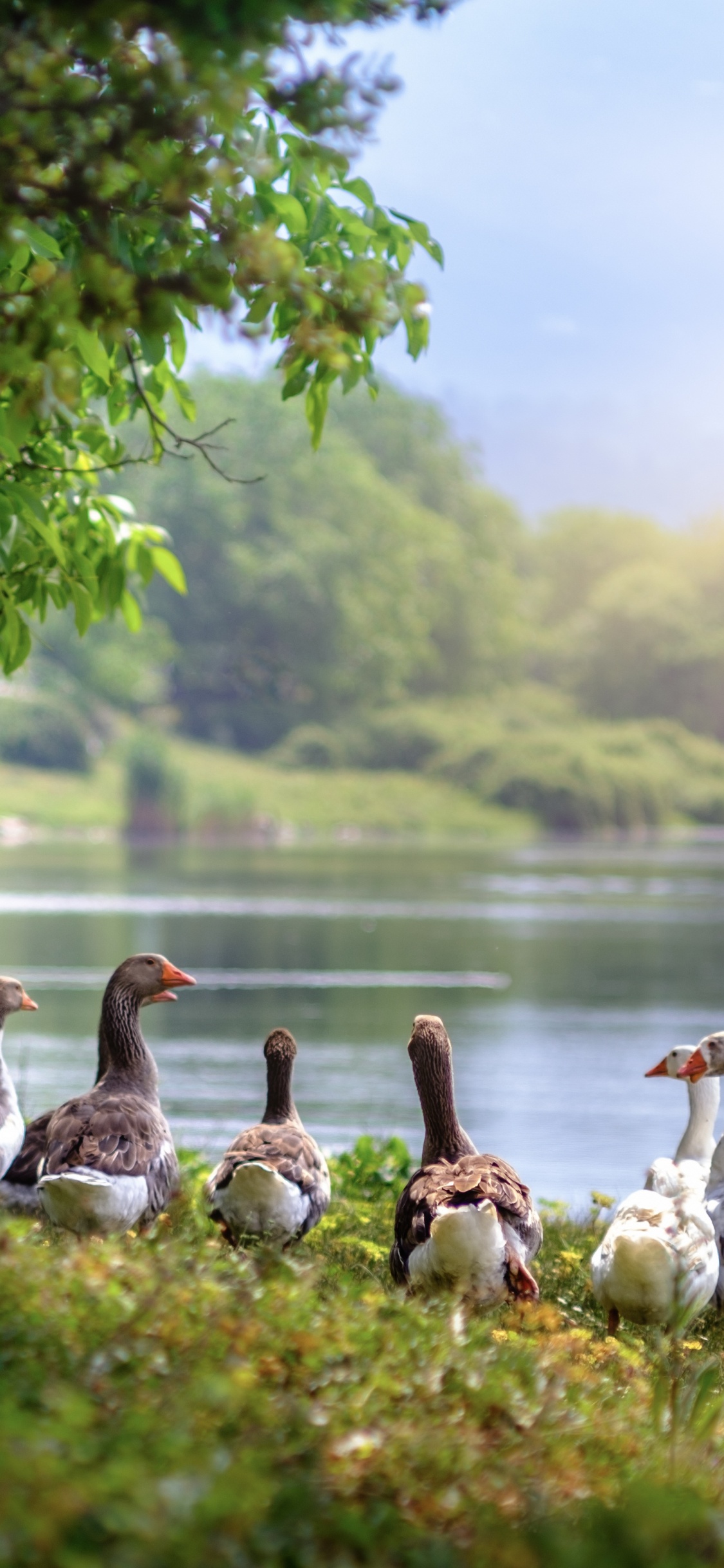 Flock of Geese on Green Grass Near Body of Water During Daytime. Wallpaper in 1125x2436 Resolution