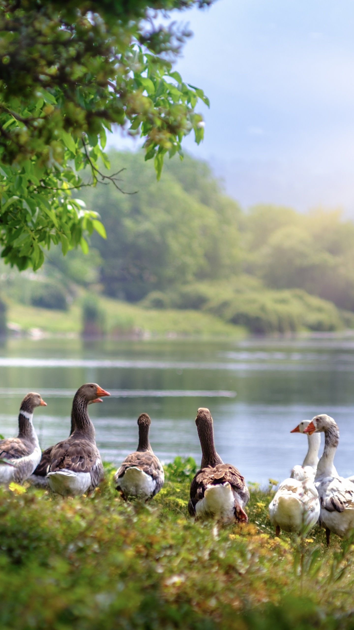 Flock of Geese on Green Grass Near Body of Water During Daytime. Wallpaper in 1440x2560 Resolution