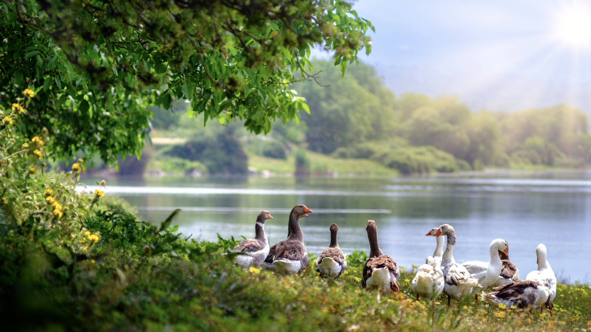 Flock of Geese on Green Grass Near Body of Water During Daytime. Wallpaper in 1920x1080 Resolution