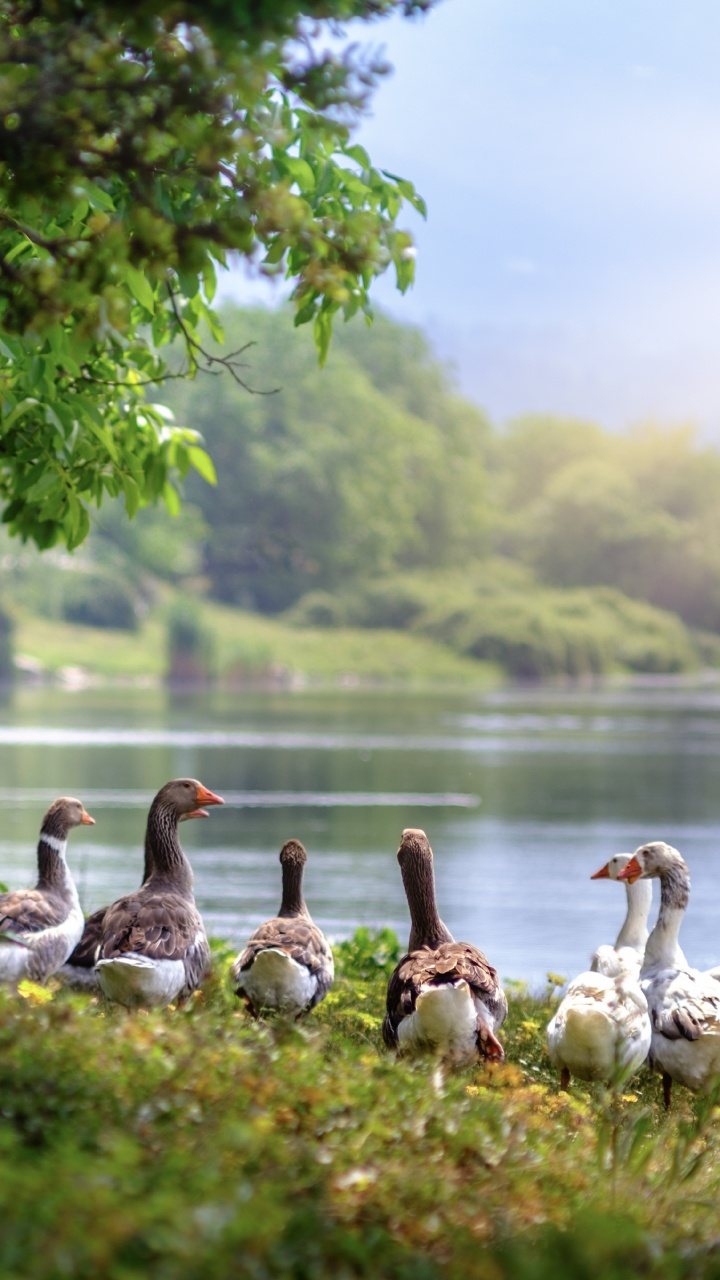 Flock of Geese on Green Grass Near Body of Water During Daytime. Wallpaper in 720x1280 Resolution