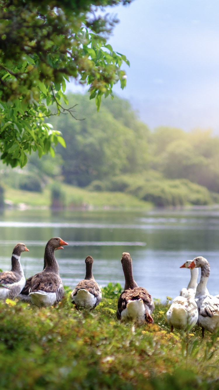 Flock of Geese on Green Grass Near Body of Water During Daytime. Wallpaper in 750x1334 Resolution
