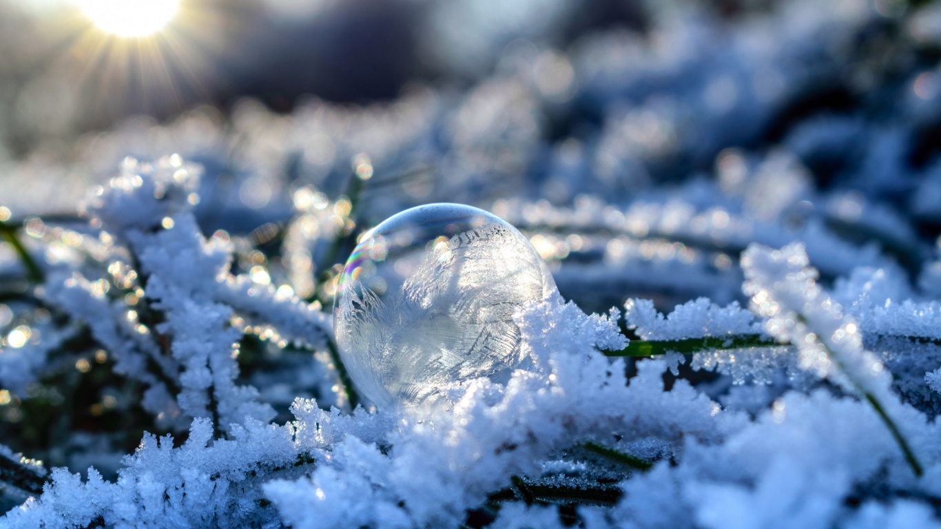 Planta Verde Cubierta de Nieve Con Nieve. Wallpaper in 1366x768 Resolution