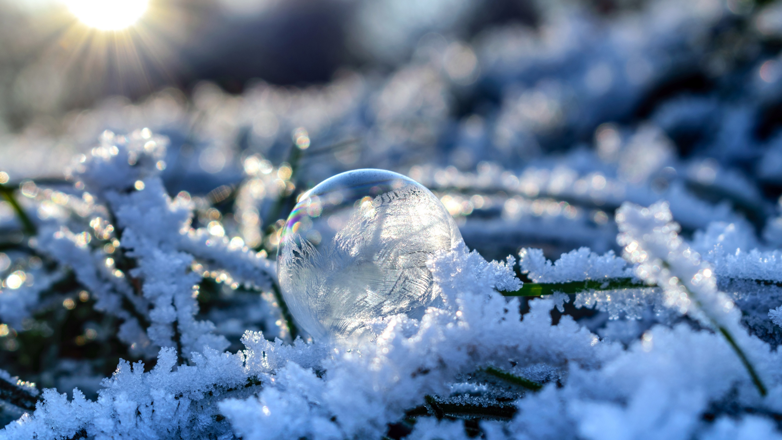 Planta Verde Cubierta de Nieve Con Nieve. Wallpaper in 2560x1440 Resolution