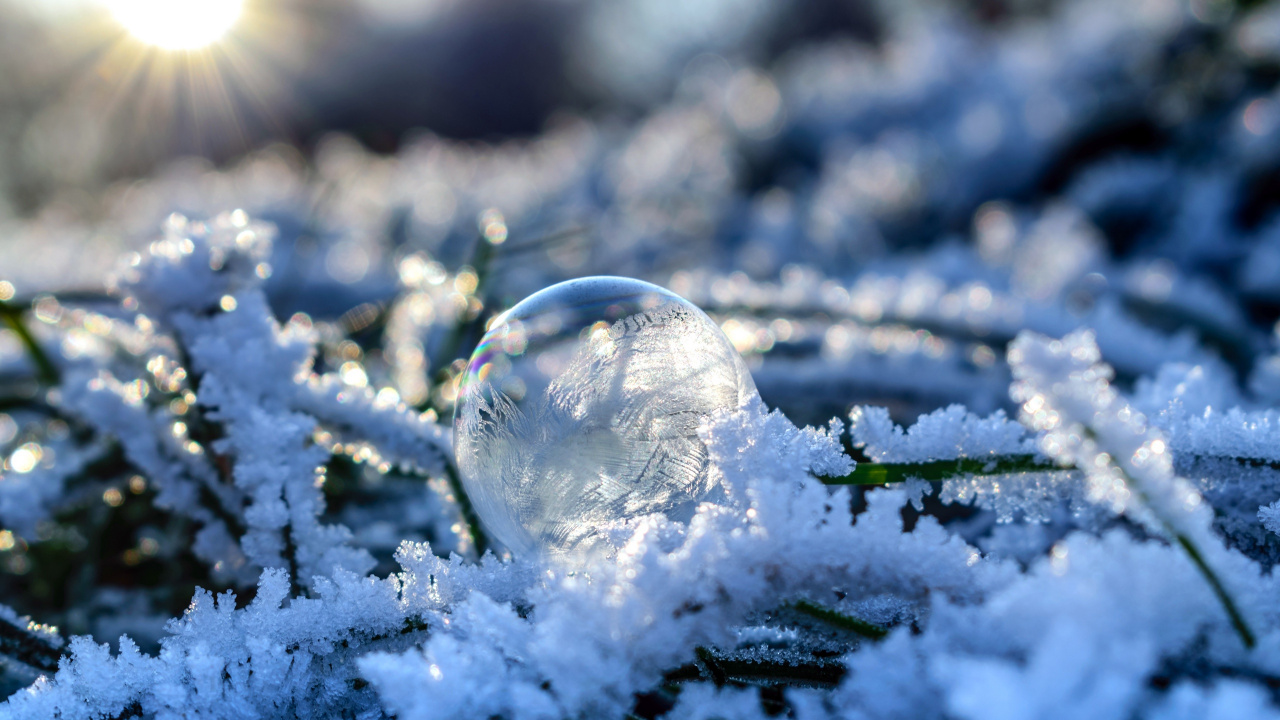 Snow Covered Green Plant With Snow. Wallpaper in 1280x720 Resolution