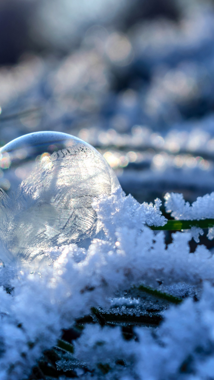 Snow Covered Green Plant With Snow. Wallpaper in 750x1334 Resolution