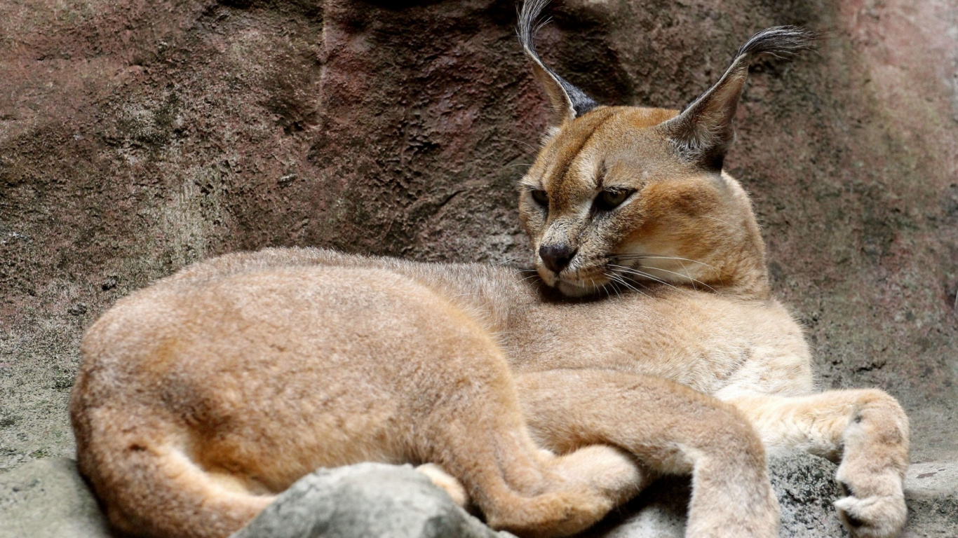 Brown Cat on Gray Rock. Wallpaper in 1366x768 Resolution