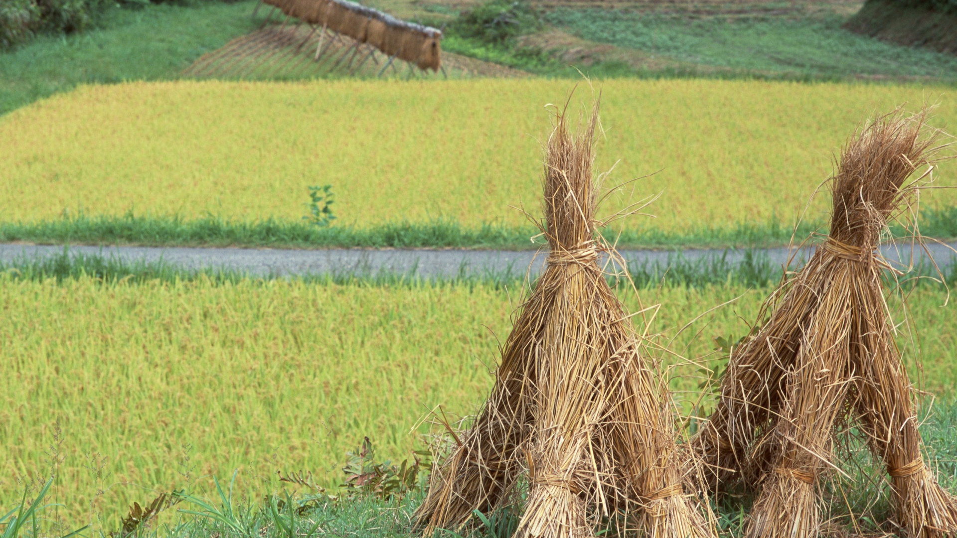 Brown Dried Grass on Green Grass Field During Daytime. Wallpaper in 1920x1080 Resolution