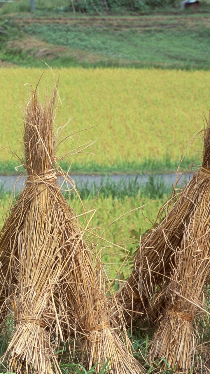 Brown Dried Grass on Green Grass Field During Daytime. Wallpaper in 720x1280 Resolution