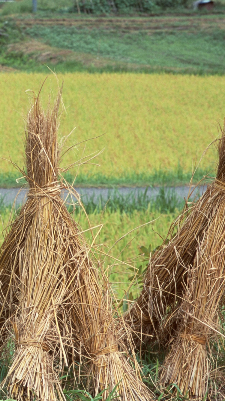 Brown Dried Grass on Green Grass Field During Daytime. Wallpaper in 750x1334 Resolution