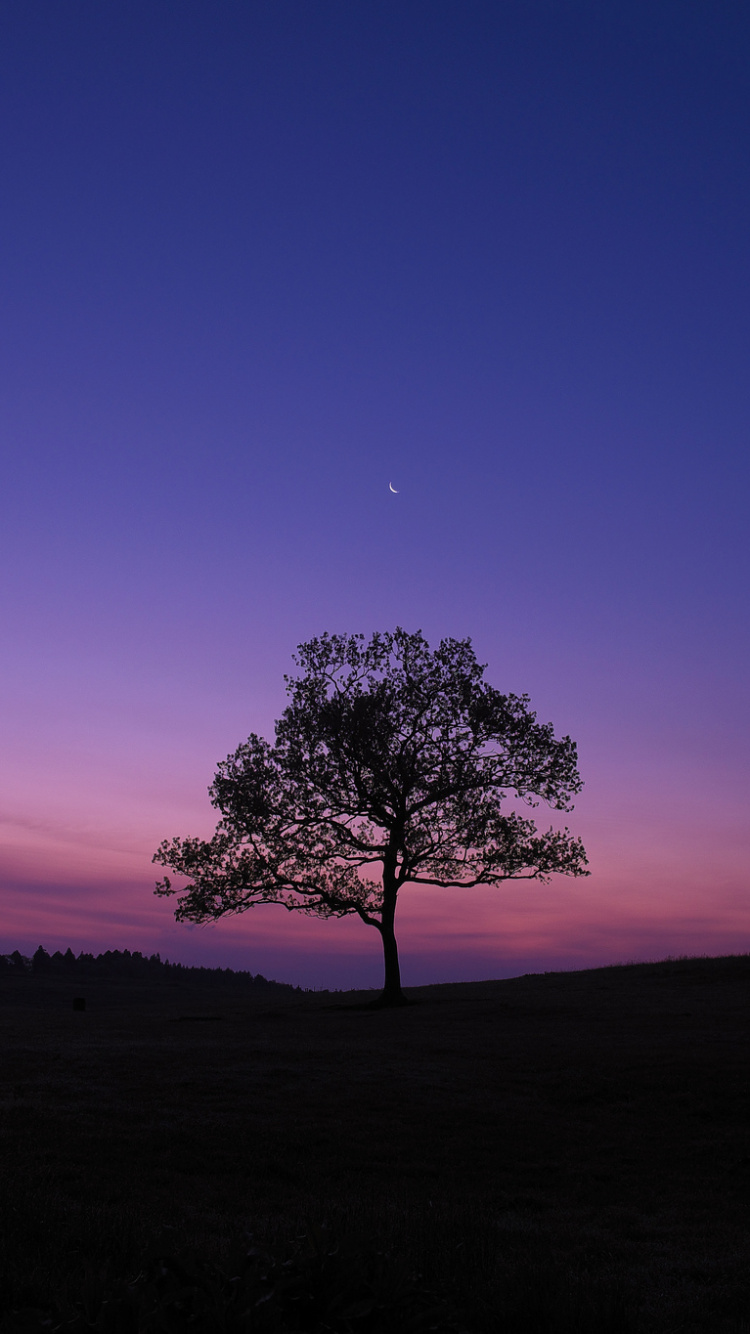 Silueta de Árbol Durante la Puesta de Sol. Wallpaper in 750x1334 Resolution