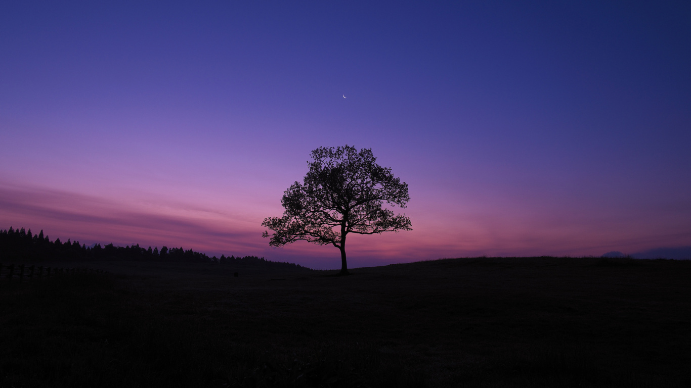 Silhouette D'arbre Pendant le Coucher du Soleil. Wallpaper in 1366x768 Resolution